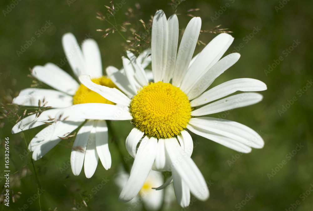 Fototapeta premium Natural green background