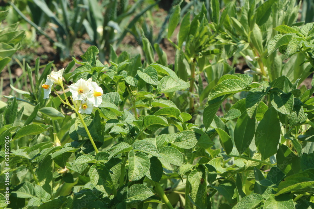 Potato plants in a vegetabel garden, blühende Kartoffelpflanzen in einem Gemüsegarten Potato plants in a vegetabel garden, blühende Kartoffelpflanzen in einem Gemüsegarten