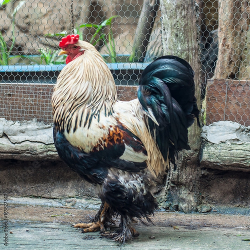 Giant chicken Brahma standing in case photo
