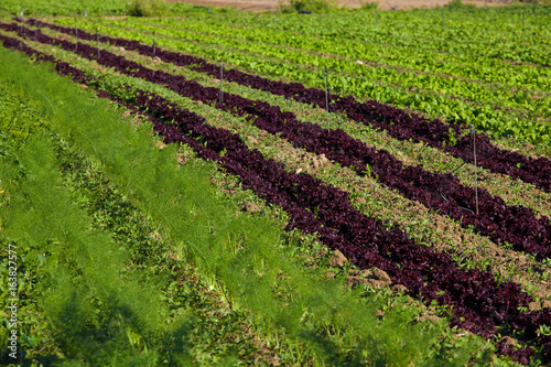 Plantation of Lettuce in Cyprus
