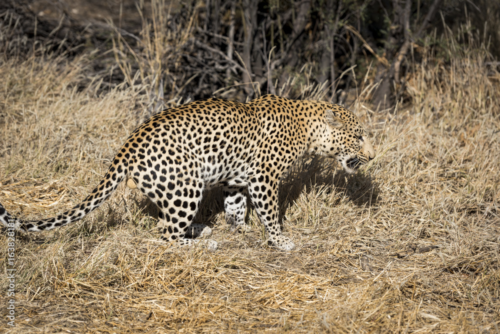 Naklejka premium Leopard