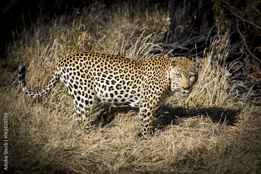 Obraz premium Leopard