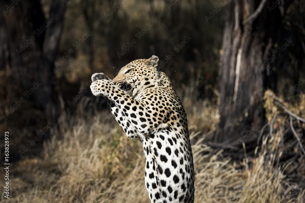 Obraz premium Leopard