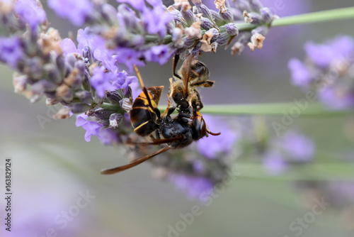 frelon asiatique qui tue une abeille