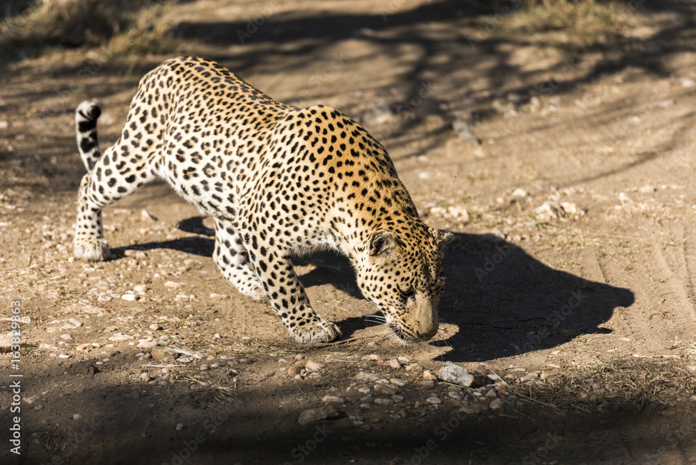 Obraz premium Leopard