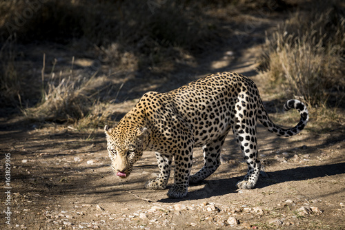 Leopard © finkandreas