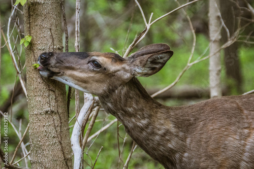 Snacking Deer