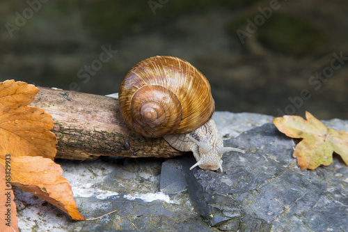 snail