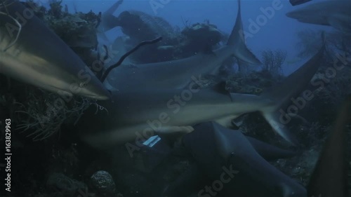 A lot of reef sharks feeding at the bottom of Caribbean sea photo