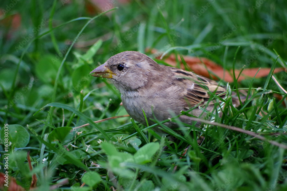 moineau dans l'herbe moineau dans l'herbe