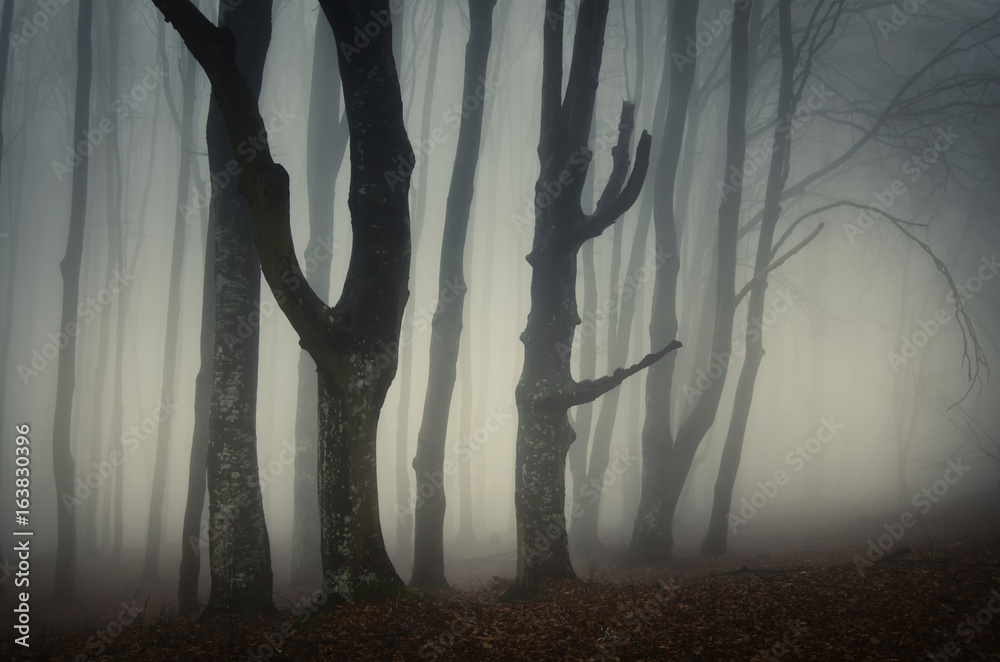 Fototapeta premium old trees in scary forest