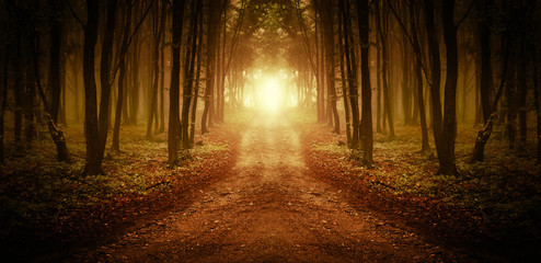 surreal forest road