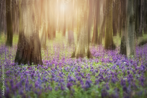 flowers on forest floor at ...
