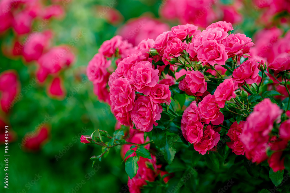 Bright pink roses background.Pink roses background.Pink rose in the garden.Beautiful pink rose in the garden.Pink roses in the park