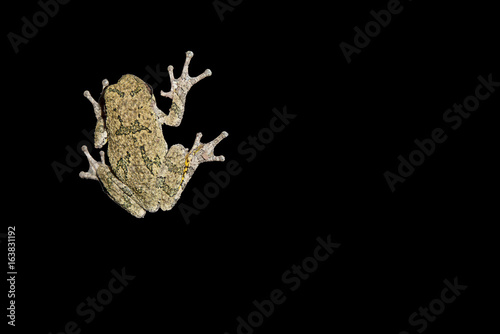 An Eastern Gray tree frog (Hyla versicolor) isolated on a black background.