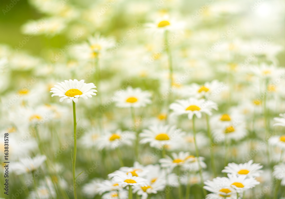 Chamomile in a field of gentle shades. Romashka on a background of pastel colors. Soft selective focus.