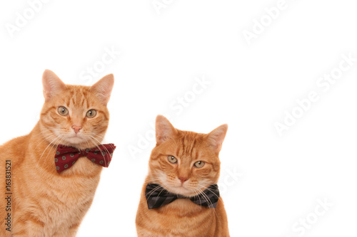 Two looking looking ginger cats with classic bow ties against a white background with empty space for text.