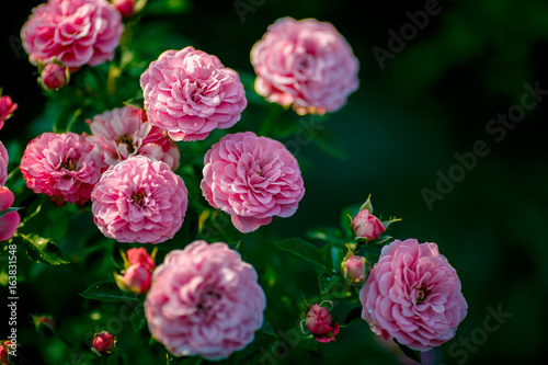 Bright pink roses background.Pink roses background.Pink rose in the garden.Beautiful pink rose in the garden.Pink roses in the park © John