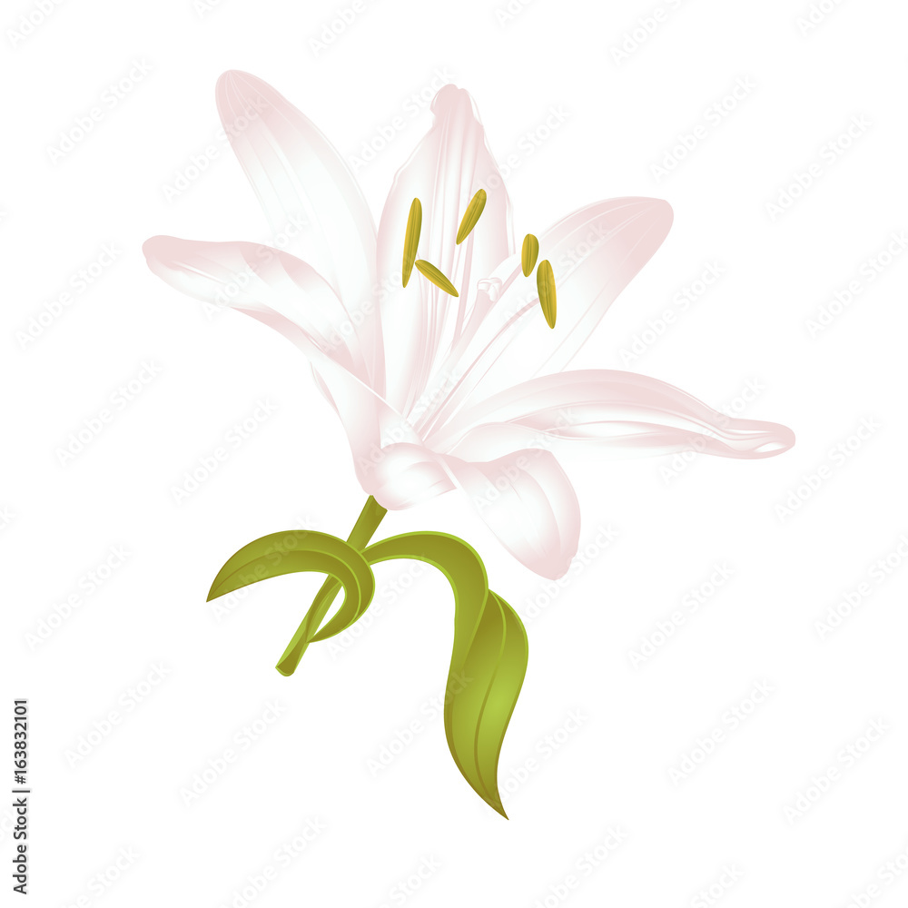 White Lily Lilium candidum, a white flower with leaves  vector illustration editable Hand drawn