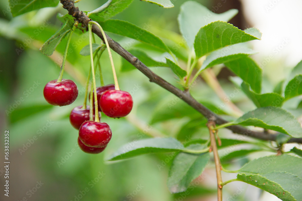 Red, cherry on a branch. Summer vitamins Red, cherry on a branch. Summer vitamins