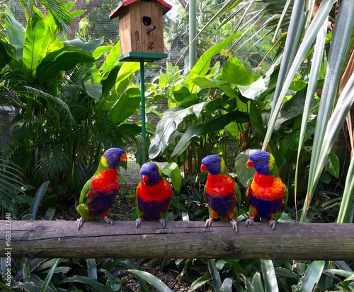 Perroquets multicolores Guadeloupe photo