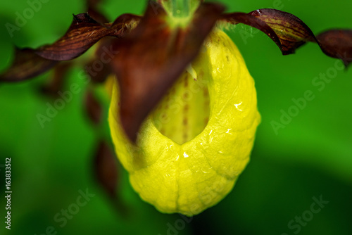 Top view of Cypripedium cal...