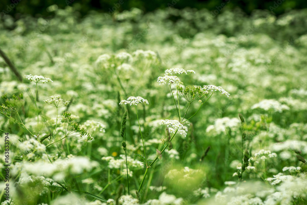 Cow parsley or Heracleum mantegazzianum at a field during summer