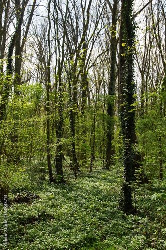 Forêt du Parc du Héron