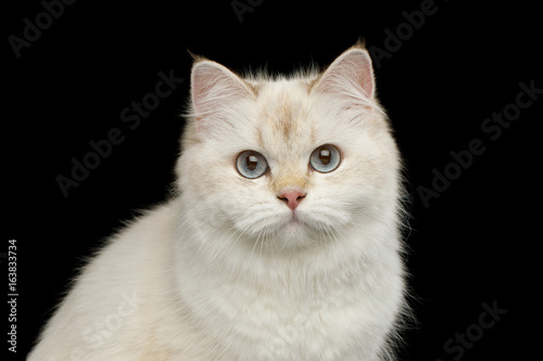 Portrait of British Cat White color-point with adorable blue eyes on Isolated Black Background, front view
