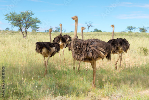 eine Gruppe von Vogel Strauß, struthio camelus, im Kgalagadi-Transfrontier-Nationalpark, Südafrika