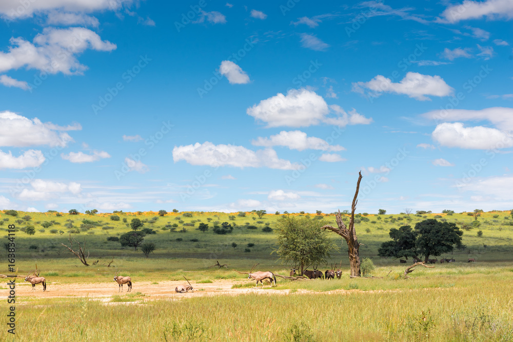 Φωτογραφία eine Herde von Oryx Antilopen im Auob Tal, unberührte Natur im Kgalagadi-Transfr