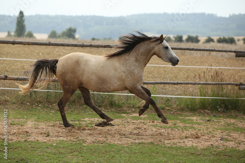 Beautiful pony moving on pasturage
