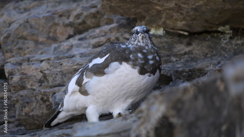 lagopède alpin chablais