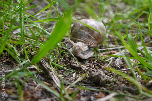 escargot en ariège