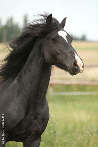 Amazing black stallion running on pasturage