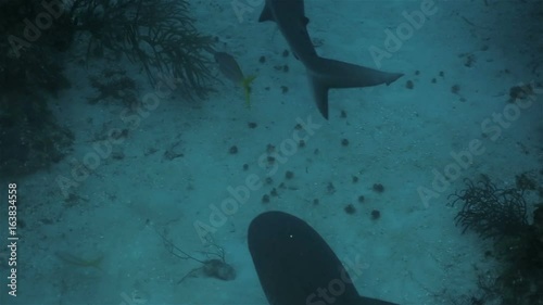A lot of reef sharks floating near the divers, Caribbean sea photo
