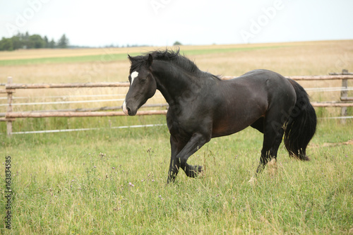 Amazing black stallion running on pasturage © Zuzana Tillerova