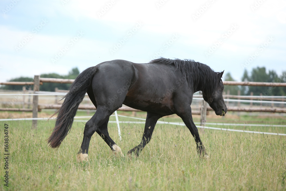 Amazing black stallion running on pasturage Amazing black stallion running on pasturage