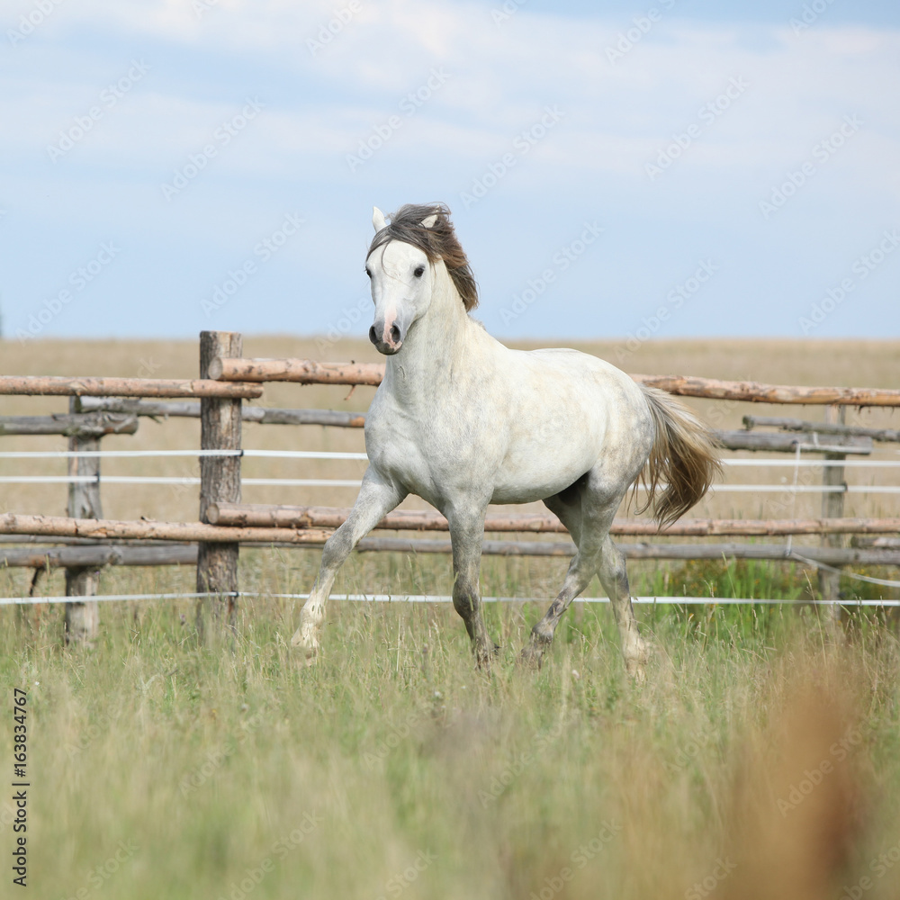 Obraz premium Amazing pony moving on pasturage
