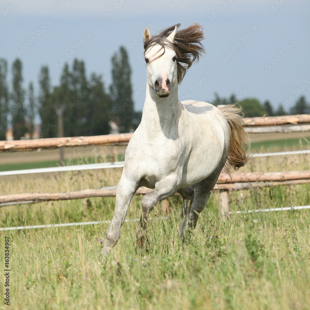 Amazing pony moving on pasturage
