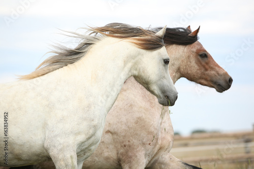 Two ponnies together on pasturage