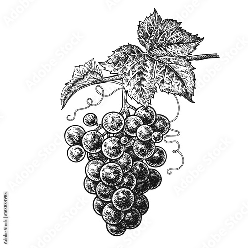 Grapes. Realistic hand drawing.