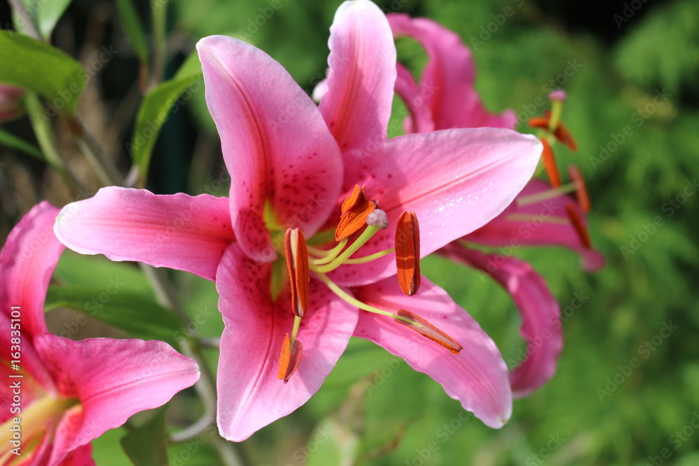 Close-up view of pink lilies in the garden on sunny day