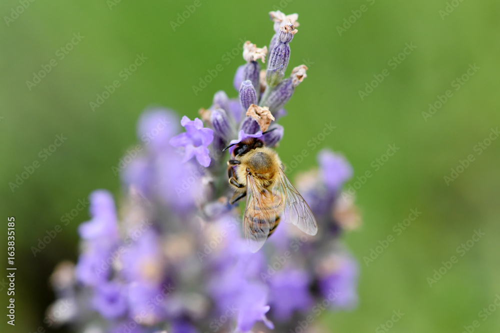 abeille abeille