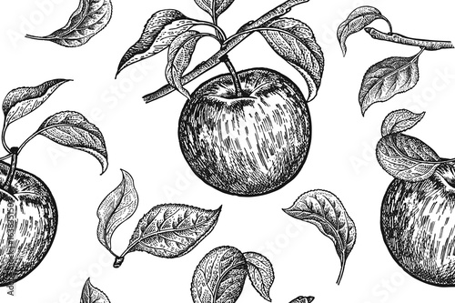 Seamless pattern. Realistic fruit, branch and apple tree leaf. Black and white vegetarian food. Vector illustration art. Vintage engraving. Hand drawing. Template with nature motifs for kitchen design © marinavorona