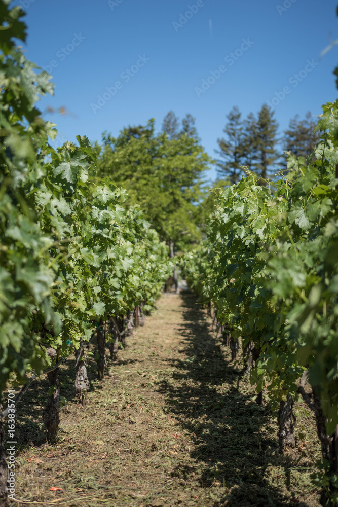 Rows of Grapevines in a Vineyard in Napa Valley California Rows of Grapevines in a Vineyard in Napa Valley California