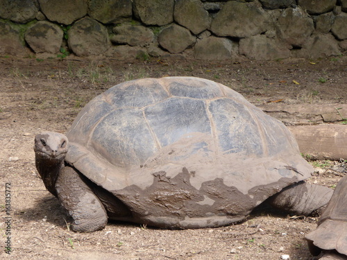 Tortue de profil