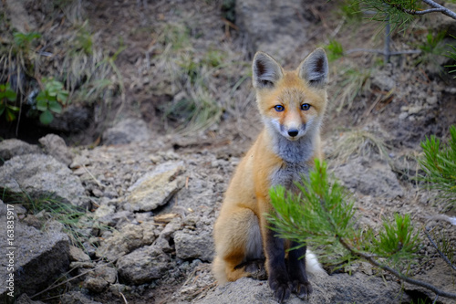 Wild Fox Near Den in Wilderness Animals © Lane Erickson