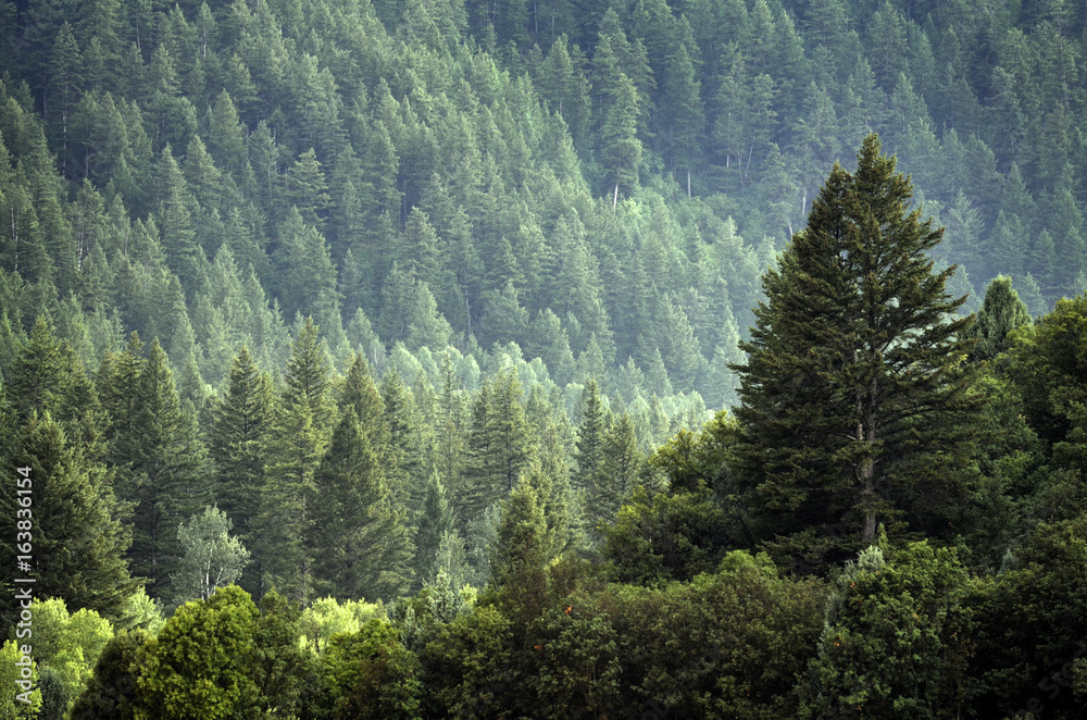 Pine Forest During Rainstorm Lush Trees Pine Forest During Rainstorm Lush Trees