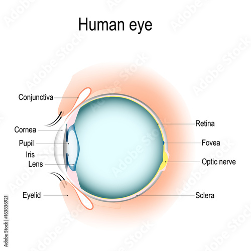 Vertical section of the human eye and eyelids